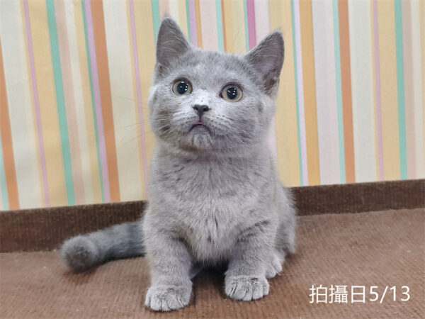 051307 115年02月出生:《立耳曼赤肯短腿母貓》 (已售)