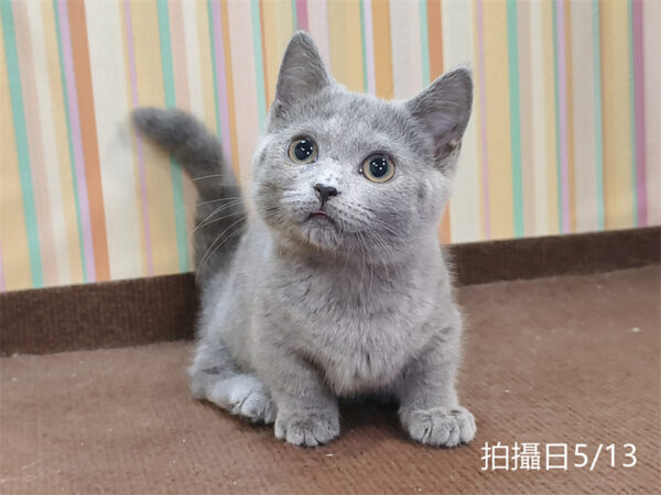 051308 115年02月出生:《立耳曼赤肯短腿母貓》 (已售)