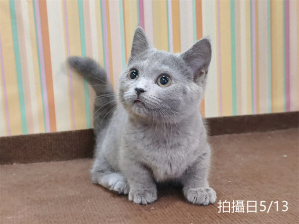 051309 115年02月出生:《立耳曼赤肯短腿母貓》 (已售)