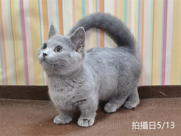 051310 115年02月出生:《立耳曼赤肯短腿母貓》 (已售)