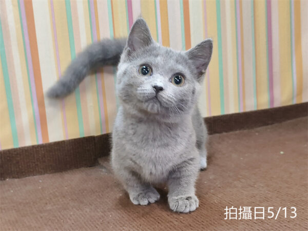 051311 115年02月出生:《立耳曼赤肯短腿母貓》 (已售)
