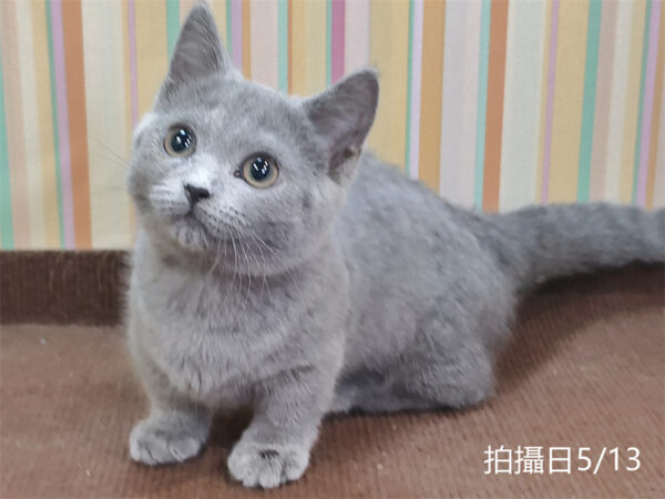 051312 115年02月出生:《立耳曼赤肯短腿母貓》 (已售)