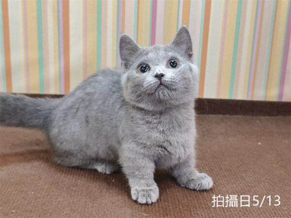 051313 115年02月出生:《立耳曼赤肯短腿母貓》 (已售)