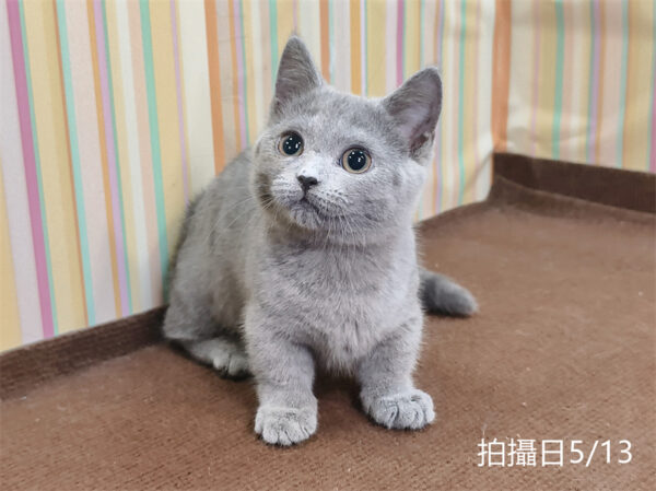051314 115年02月出生:《立耳曼赤肯短腿母貓》 (已售)