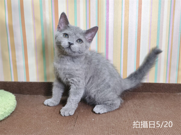 115年03月出生：《立耳英國短毛公貓》 (已售)