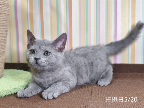 115年03月出生：《立耳英國短毛公貓》 (已售)