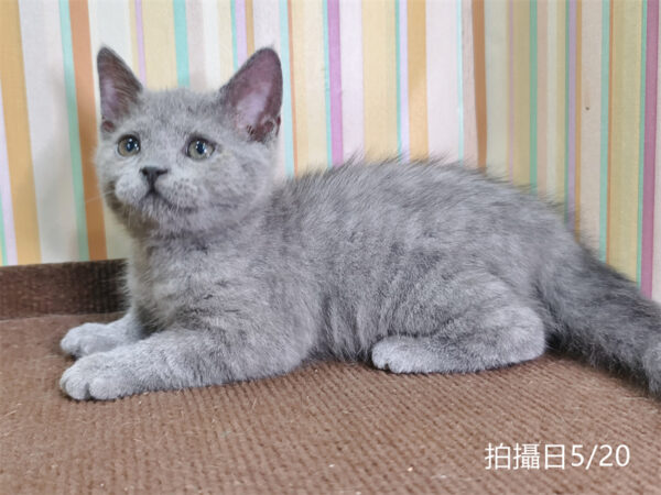 115年03月出生：《立耳英國短毛公貓》 (已售)