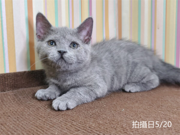 115年03月出生：《立耳英國短毛公貓》 (已售)