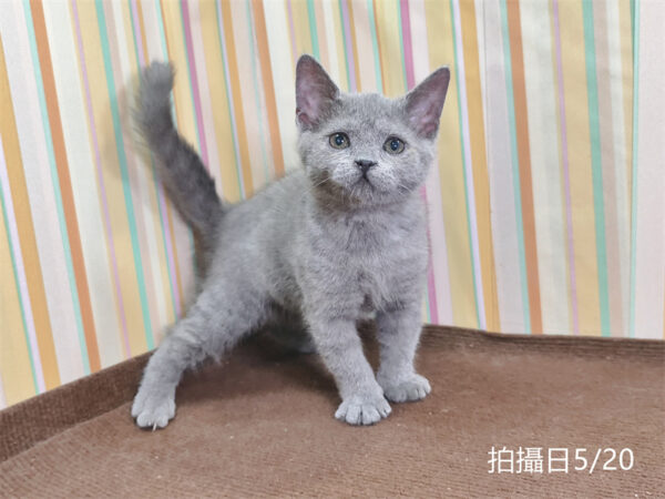115年03月出生：《立耳英國短毛公貓》 (已售)