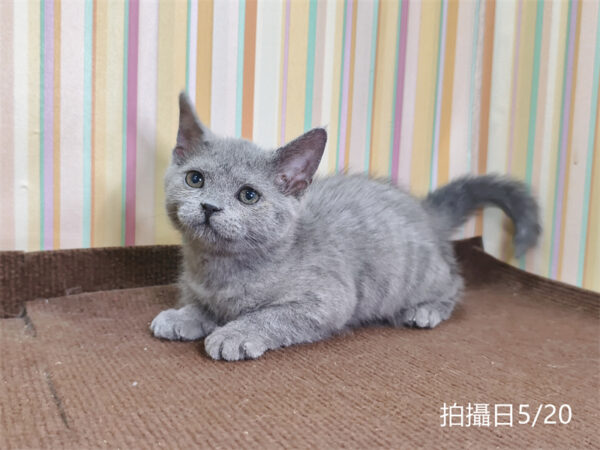 115年03月出生：《立耳英國短毛公貓》 (已售)