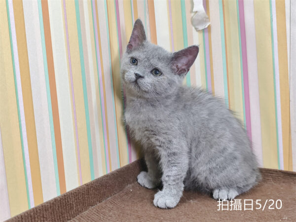 115年03月出生：《立耳英國短毛公貓》 (已售)