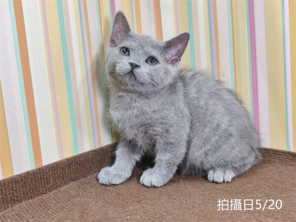 115年03月出生：《立耳英國短毛公貓》 (已售)