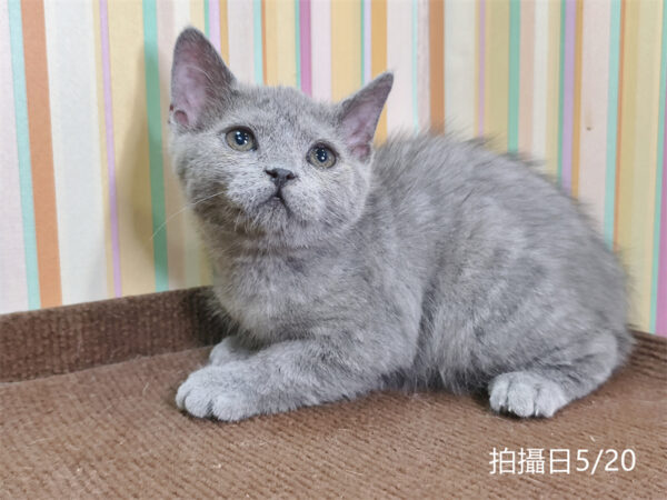 115年03月出生：《立耳英國短毛公貓》 (已售)