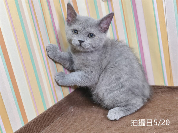 115年03月出生：《立耳英國短毛公貓》 (已售)