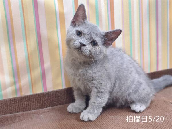 115年03月出生：《立耳英國短毛公貓》 (已售)