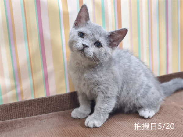 115年03月出生：《立耳英國短毛公貓》 (已售)
