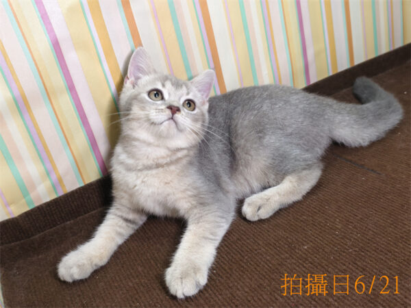062101 115年02月出生:《立耳英國短毛公貓》 (已售)