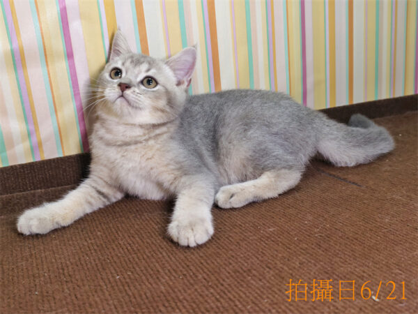 062104 115年02月出生:《立耳英國短毛公貓》 (已售)