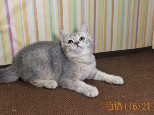 062107 115年02月出生:《立耳英國短毛公貓》 (已售)
