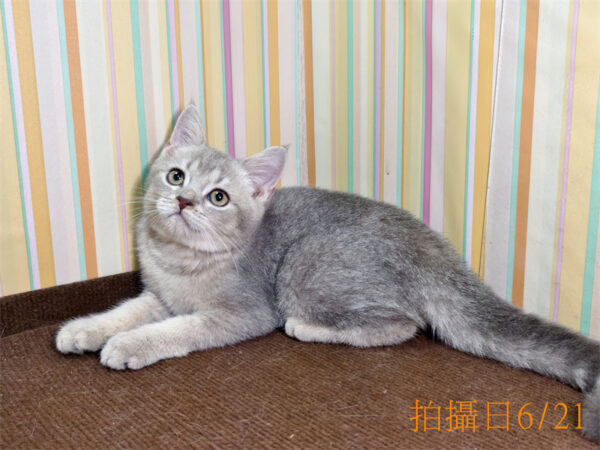 062109 115年02月出生:《立耳英國短毛公貓》 (已售)