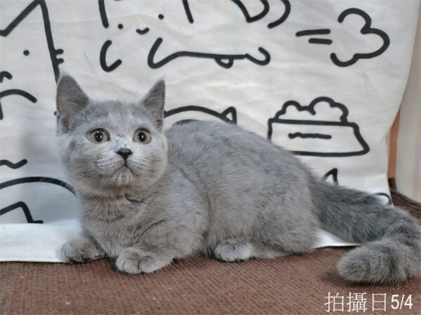 115年02月出生：《立耳曼赤肯短腿母貓》 (藍)