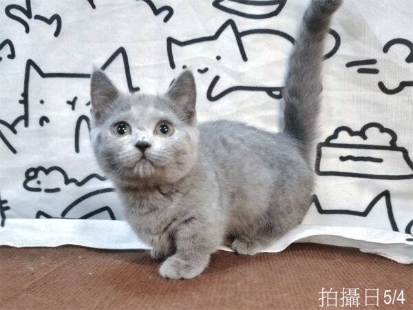 115年02月出生：《立耳曼赤肯短腿母貓》 (藍)