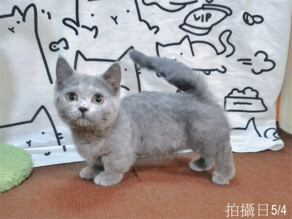115年02月出生：《立耳曼赤肯短腿母貓》 (藍)