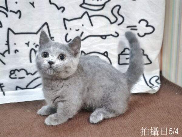 115年02月出生：《立耳曼赤肯短腿母貓》 (藍)
