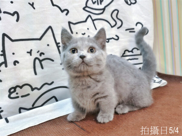 115年02月出生：《立耳曼赤肯短腿母貓》 (藍)