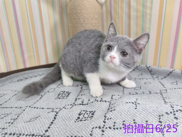 0062501 115年2月出生:《立耳英國短毛母貓》 (藍白)