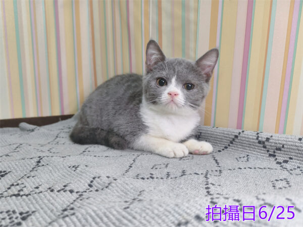 0062502 115年2月出生:《立耳英國短毛母貓》 (藍白)