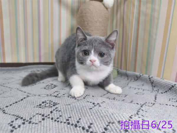 0062503 115年2月出生:《立耳英國短毛母貓》 (藍白)