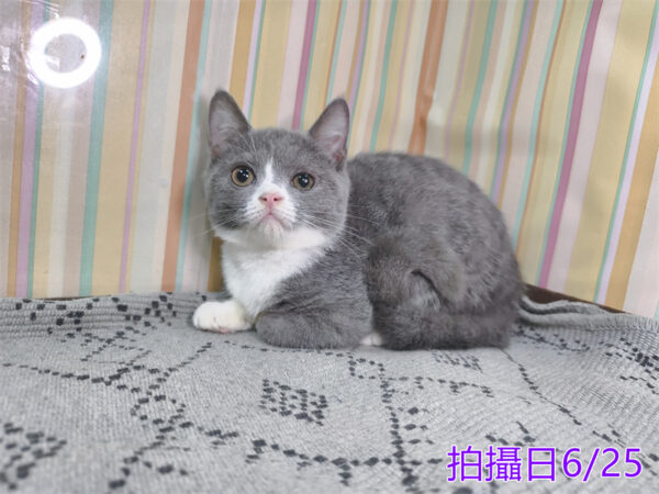 0062504 115年2月出生:《立耳英國短毛母貓》 (藍白)