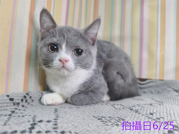0062505 115年2月出生:《立耳英國短毛母貓》 (藍白)