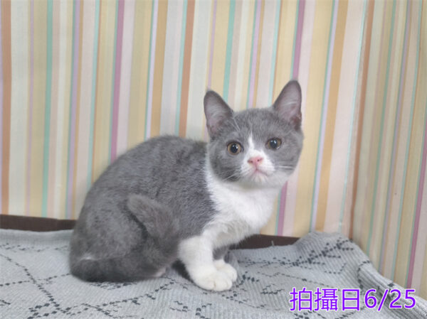 0062507 115年2月出生:《立耳英國短毛母貓》 (藍白)