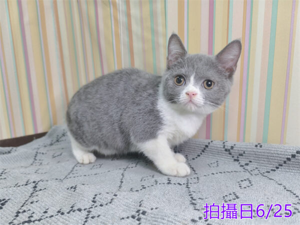 0062508 115年2月出生:《立耳英國短毛母貓》 (藍白)