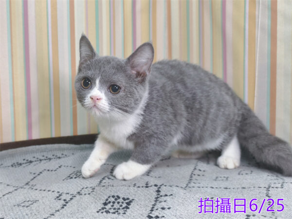 0062509 115年2月出生:《立耳英國短毛母貓》 (藍白)