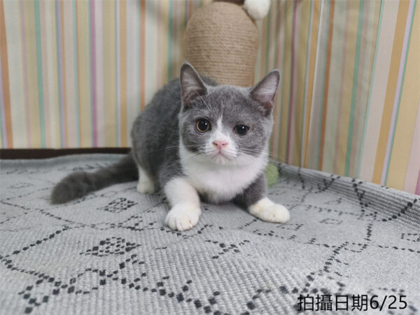 115年2月出生：《立耳英國短毛母貓》 (藍白)