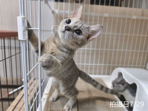 072903 115年03月出生:《立耳英國短毛公貓》 (藍金虎斑)