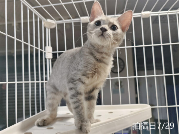 072910 115年03月出生:《立耳英國短毛公貓》 (藍金虎斑)