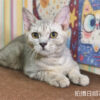 115年03月出生：《立耳英國短毛公貓》 (藍金虎斑)