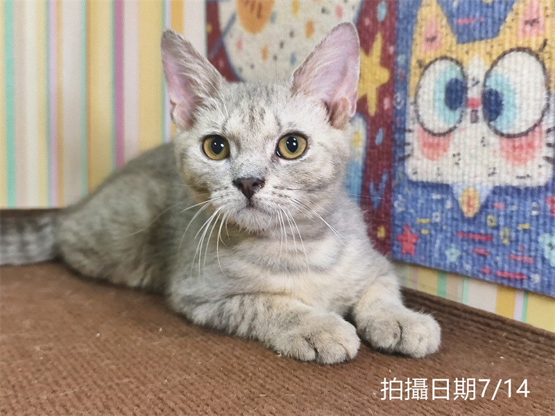 115年03月出生：《立耳英國短毛公貓》 (藍金虎斑)