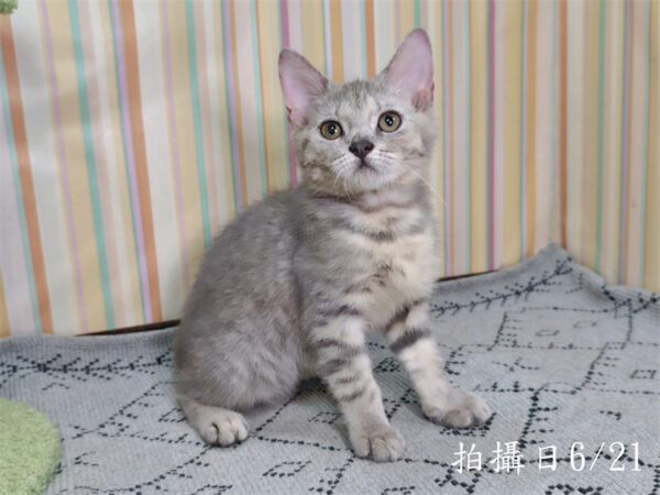 115年03月出生：《立耳英國短毛公貓》 (藍金虎斑)