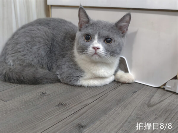 8.801 115年2月出生:《立耳英國短毛母貓》 (藍白)