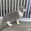 8.802 115年2月出生:《立耳英國短毛母貓》 (藍白)