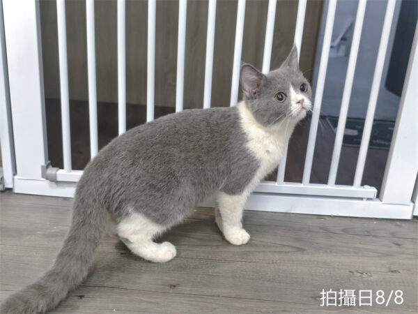 8.802 115年2月出生:《立耳英國短毛母貓》 (藍白)