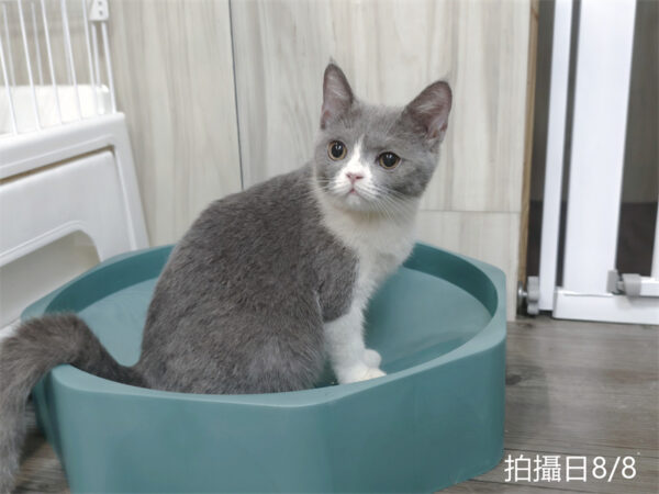 8.803 115年2月出生:《立耳英國短毛母貓》 (藍白)