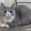 8.804 115年2月出生:《立耳英國短毛母貓》 (藍白)