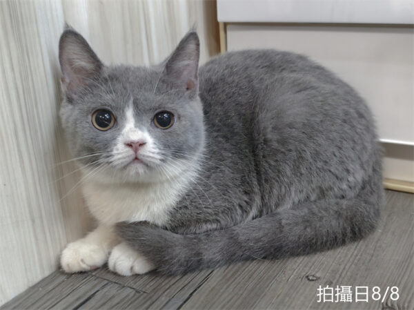 8.804 115年2月出生:《立耳英國短毛母貓》 (藍白)