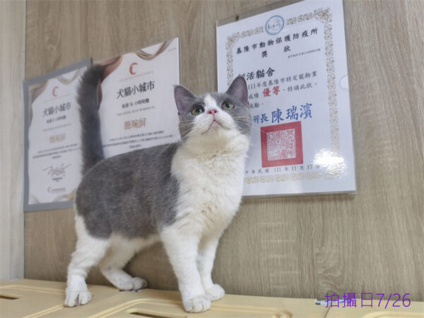 114年11月出生：《立耳英國短毛母貓》 (藍白賓士)